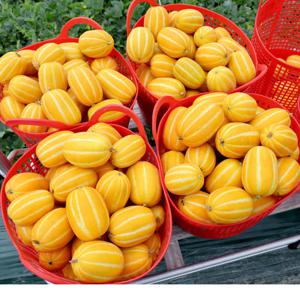 성주 꿀 참외 2kg