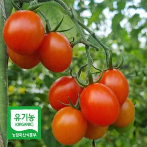 당일수확 달디단 유기농 대추 방울 토마토 2kg 친환경 방토