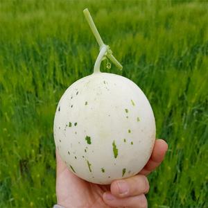 산지직송 백자메론 3kg (3-5과)