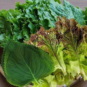 [기타]늘바른 국내산 친환경 무농약 적상추 청상추 깻잎 모듬 200g 2봉
