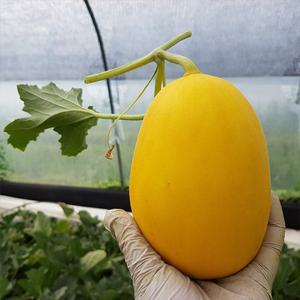 산지직송 골드하미과메론 3kg (3-6과)