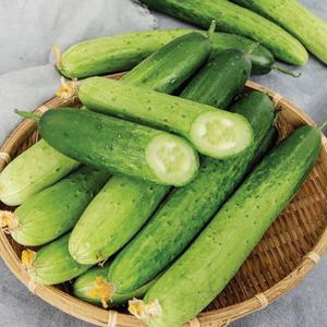 [맛딜]아삭아삭 신선한 국내산 백오이 5kg