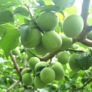 (예약주문 6/08~순차출고) 순천 매실 청매실 특대 5kg (33-29mm) 산지직송 매실장아찌 피클 매실청 매실액