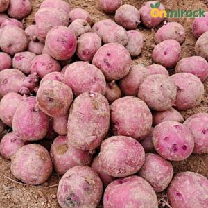 온미락 국내산 햇 홍감자 특 5kg(30개내외) 조리용, 찜용 카스테라 감자 선별발송