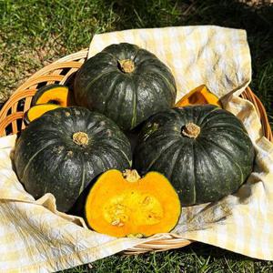제주 특품 미니 밤호박 단호박 보우짱 4.5kg 대과