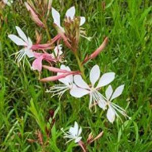 나비바늘꽃 야생화 허브 품종 꽃씨 종자 씨앗 100립 (WB9FD69)