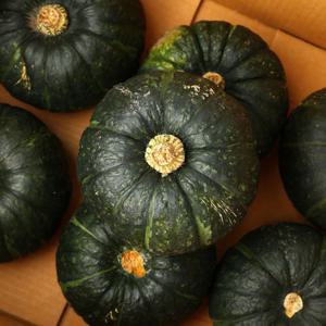 [제주 산지직송] 26년 수확 햇 제주 미니 밤단호박 5kg 10-17과 (개당 300~600g)