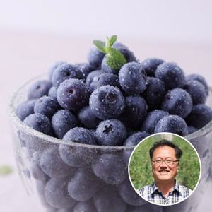 국내산 무농약 블루베리 생과(대) 1kg (500gx2개)