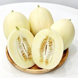 GAP인증 고령 설향메론 3kg (4-8과)