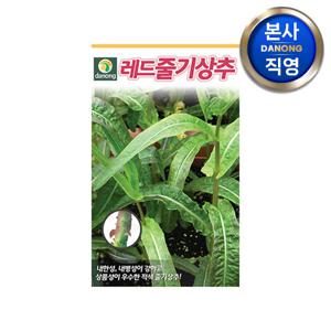 레드줄기 상추 씨앗 1000립 . 야채 채소 텃밭 파종 재배 주말 농장 씨 종자.