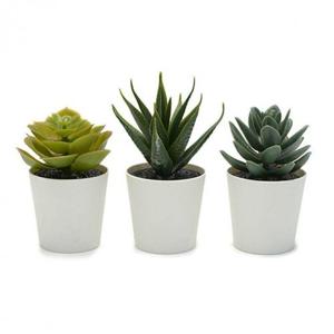 페이카 미니 인조 다육 식물 화분 6cm 3개 WFL5RUF