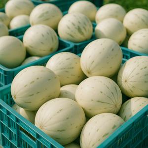 백자 멜론 3kg(3-8과 내외)
