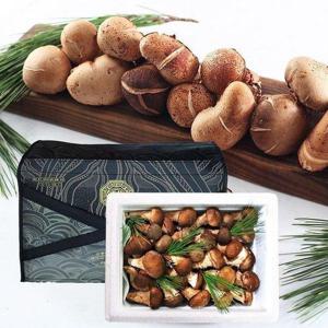 갤러리아_[향채움] 국내산 참송이버섯 500g 선물세트