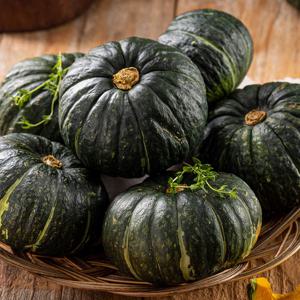 제주 보우짱 미니 밤호박 정품(4-9과) 2kg