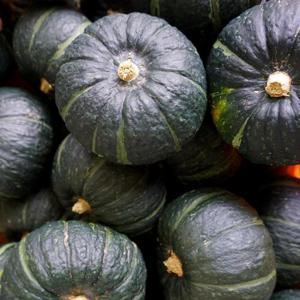 제주 미니밤[단]호박랜덤과 [1과당150-900g] 2.5kg