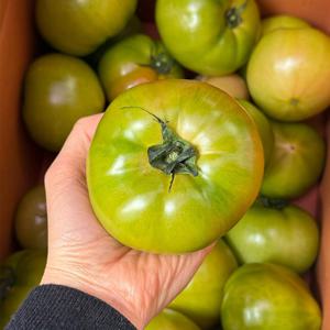 여름 대저토마토 찰토마토 산지직송 5kg 못난이 랜덤과 (M-3L) 주스용