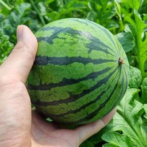 갤러리아_[오늘의과일] 애플수박 1.8kg(중/2-3수)