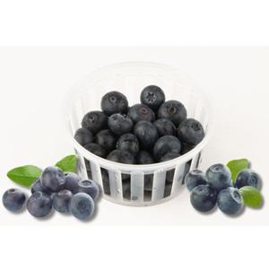 [제주 산지직송] 26년 햇 제주 生블루베리 100g x 6팩