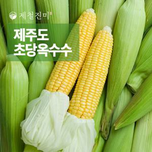 [제주 산지직송] 햇 고당도 초당옥수수 특상품 15개 (15cm이상) 첫 출하