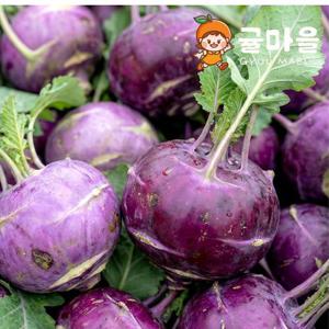 귤마을 제주 가정용 못난이 콜라비 9kg 혼합