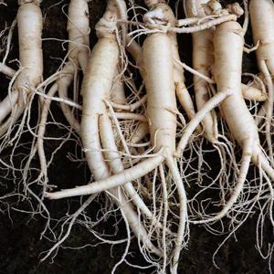 국내산 인삼 수삼 난발삼 특 750g (10-12뿌리)
