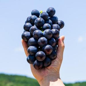 고당도 프리미엄 거봉 1-2송이 (800g-1kg내) 알알이 꽉 찬 포도 거봉포도 고당도 제철 과일