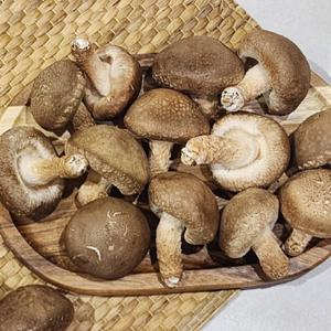 향긋한 향 쫄깃한 국내산 송화버섯 500g 20-25미 내외 (푸드)