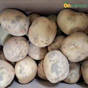 온미락 국내산 햇 두백감자 특 5kg(25개내외) 포슬포슬 감자 분감자