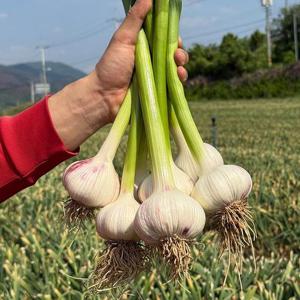 의성 대서 건조 마늘 2kg 특 사이즈