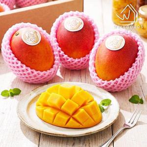 [웰굿] 항공직송 고당도 대만 애플망고 2.5kg(7-8과)