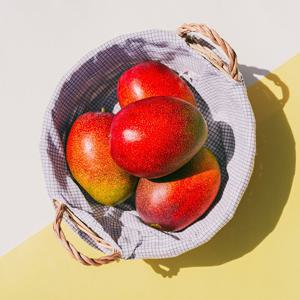 [제주 산지직송] 제주 서귀포 당일수확 햇 애플망고 미니 1kg (10-15과)