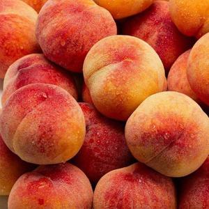 갤러리아_아삭 딱딱 딱복 반납작 대극천복숭아 1kg 대과 8-9과 내외