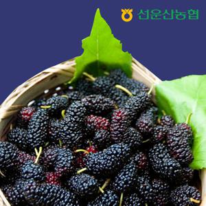 고창 선운산농협 오디 햇 생과 5kg /급냉