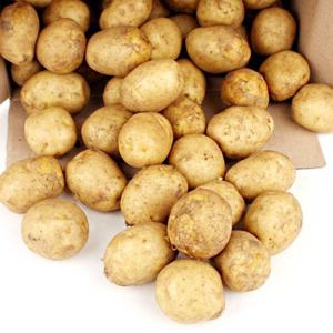 [뜰안애] 보석 수미감자 10kg 조림/개당60g이하