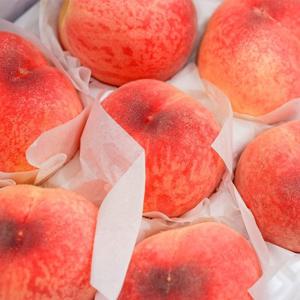 [자연의정] 대극천 딱딱이 복숭아 고당도 특품 로얄과 1kg 4~10과 내외