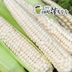 [7/13순차발송] 괴산 대학 찰옥수수 30개 (개당17cm이상)