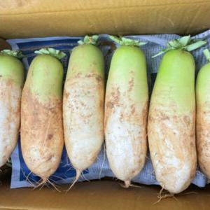 산지직송출고 생선조림용 햇무 국거리 10.0kg