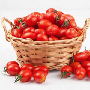자몽과 토마토의 상큼한 만남 스테비아 자몽향 방울토마토 500g X 3팩