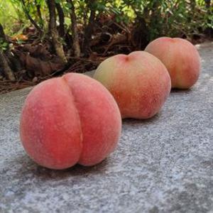 [6/29일 출고] 아삭달콤한 반납작이 대극천 복숭아 1kg 2kg 4kg