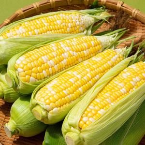 제주직송 초당옥수수 특품 (15-20cm) 20개입