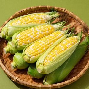 제주직송 초당옥수수 특품 (15-20cm) 10개입