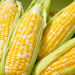 제주직송 초당옥수수 특품 (15-20cm) 5개입