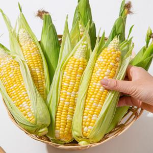 제주직송 초당옥수수 중품 (8-13cm) / 특품 (15-20cm) 5개입 외 개수선택
