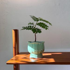 타미란드(Lotus mint) 빈티지팟 인테리어식물 집들이선물