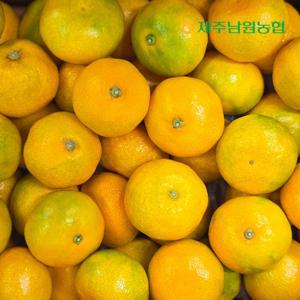 산지 직송 제주 하우스 감귤 소과/로얄과/중대과 4.5kg