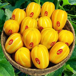 성주 참외 9kg