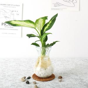 DIY 관엽수경재배 마리안느