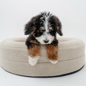 외루 고양이 부클레 라운드 강아지방석 펫테리어 슬개골 커버분리 S
