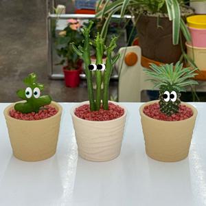 피쉬본 연필선인장 괴마옥 모래알 pot / 키우기쉬운식물 귀여운 화분선물