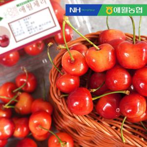 애월농협 제주에서 키워낸 생 체리 500g x 2팩 외 선택